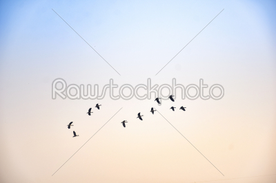 Birds flying in flocks freely in the blue sky in group in early 