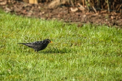 Blackbird looking for food on the lawn
