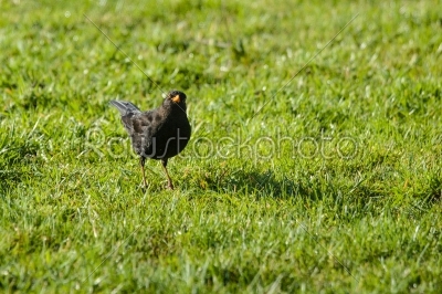Blackbird on a lawn looking into the camera