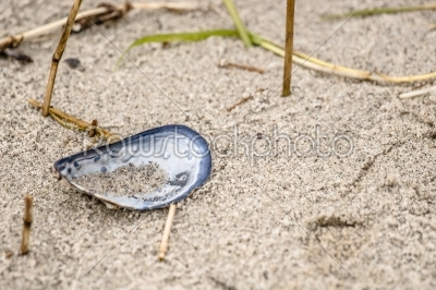 Blue mussel in white sand at the beach