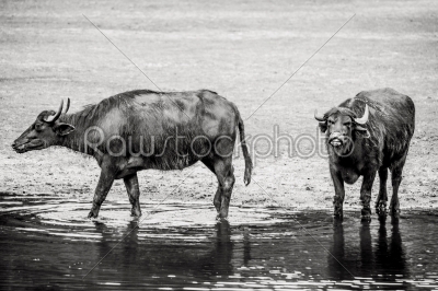 Bubalus arnee cattle in a pond