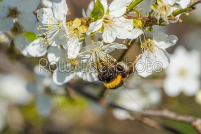 Bumblebee on a white flower