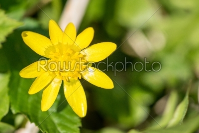 Buttercup flower close-up