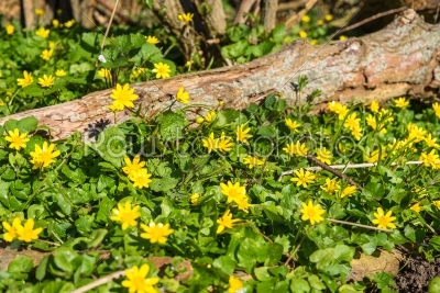 Buttercup flowers in a forest