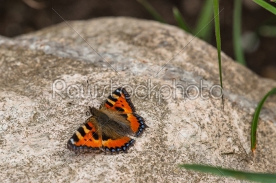 Butterfly on a big rock