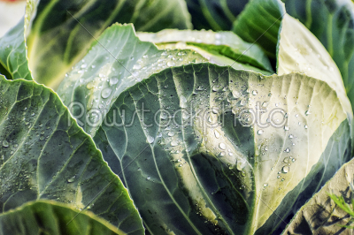 Cabbage plant single in the garden with natural water _drop_s.