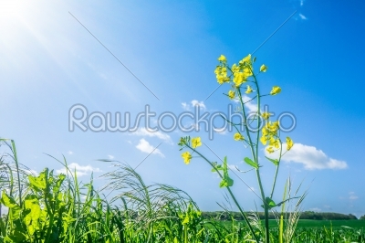 Canola flower in green grass