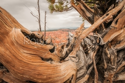 Canyon Bryce wood