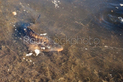 Carp fish in a lake