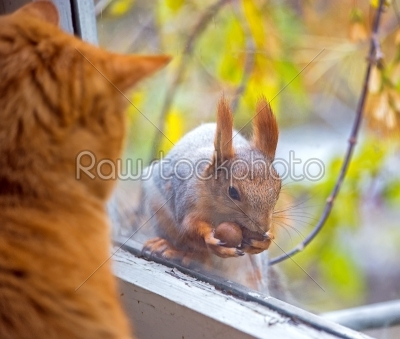 cats watch a squirrel