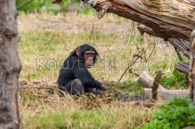 Chimp in the nature