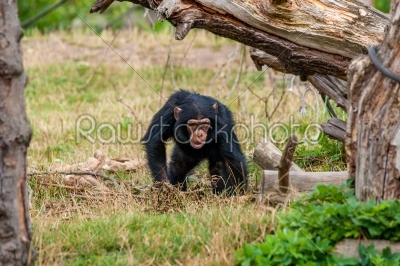 Chimp youngster in nature