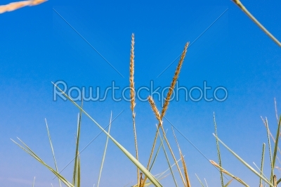 closeup grass on a blue sky on background