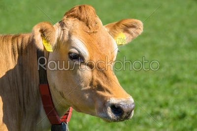 Close-up of a Jersey cow