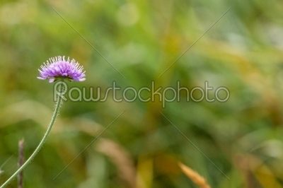 Clover flower on green background