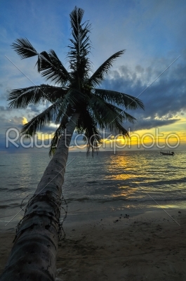 Coconut palms on sand beach in tropic on sunset. Thailand, Koh C