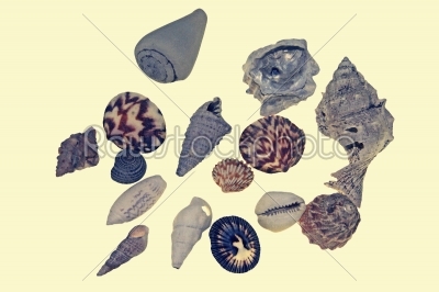 Collection of Sea shells