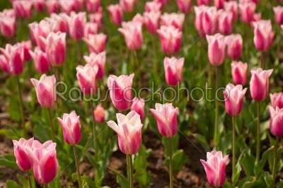 colorful tulips field 