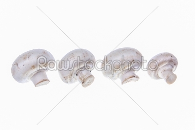 common mushrooms arranged in a row with nutritional value