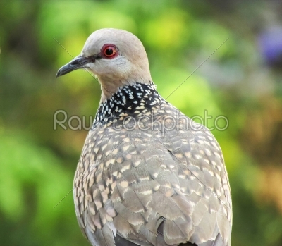 confused common-Indian-dove