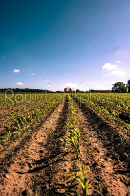 Countryside field crops