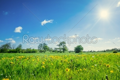 Countryside field with dandelions