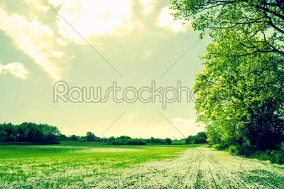 Countryside field with green crops