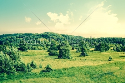 Countryside landscape with trees on a field