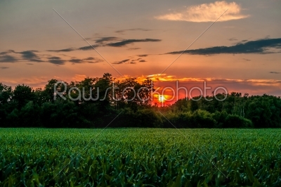 Countryside sunset with corn crops