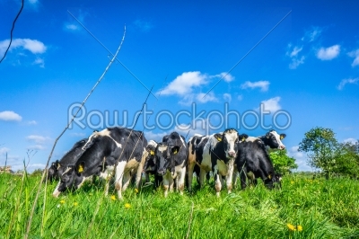 Cows in the summertime