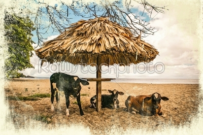 Cows on vacation
