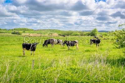 Cows standing on a field