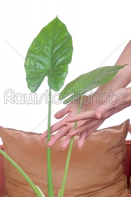 cultivation of indoor plants