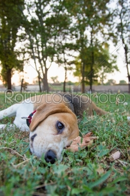 cute beagle lying on the grass in the park