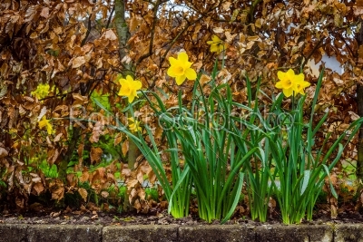 Daffodils in the rain