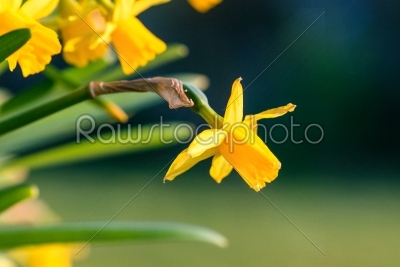Daffodils in the springtime