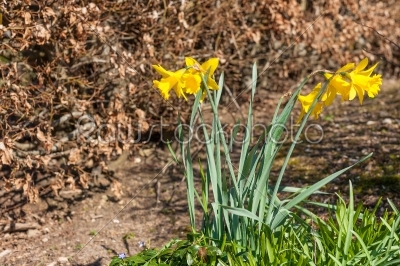 Daffodils on a spring day