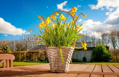 Daffodils on a table