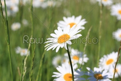 daisy field
