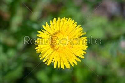 Dandelion flower close-up in yellow