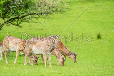 Deer herd on green grass