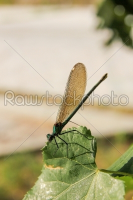 dragonfly on the leaf