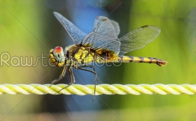 Dragonfly-closeup