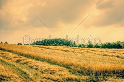Dry agricultural field landscape