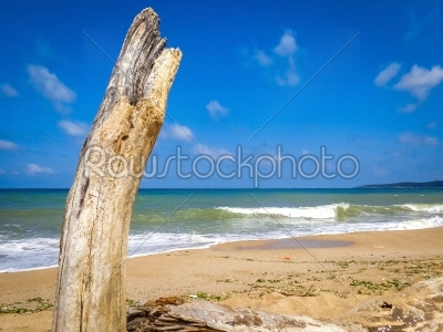 Dry tree trunk sea beach wave coast summer blue sunny sky