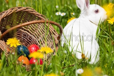 Easter bunny on meadow with basket and eggs
