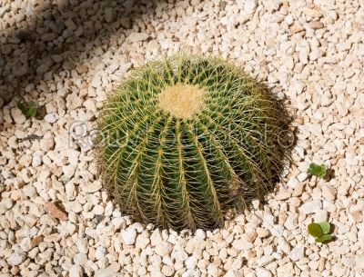 Echinocactus grusonii cactus from above