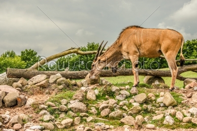 Eland antelope grassing on the savannah