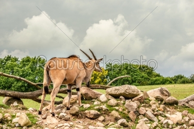 Eland antelope standing in beautiful nature