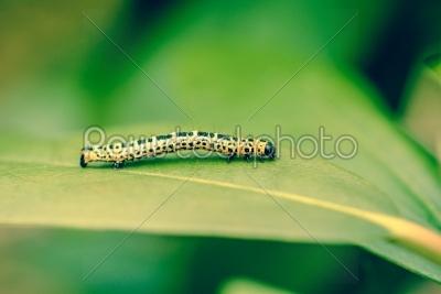 Erannis defoliaria caterpillar on a leaf